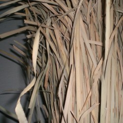 Comprar Anea ó enea  en CesteriaGretel.Com